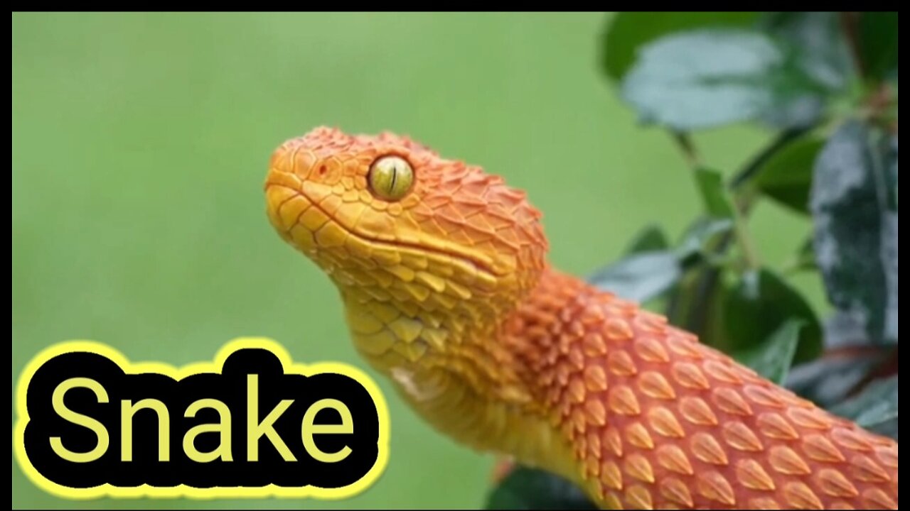 Mesmerizing Elegance: The Enigmatic World of the Bush Viper"