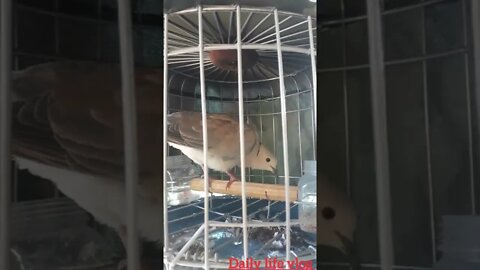 The cuckoo is so beautiful
