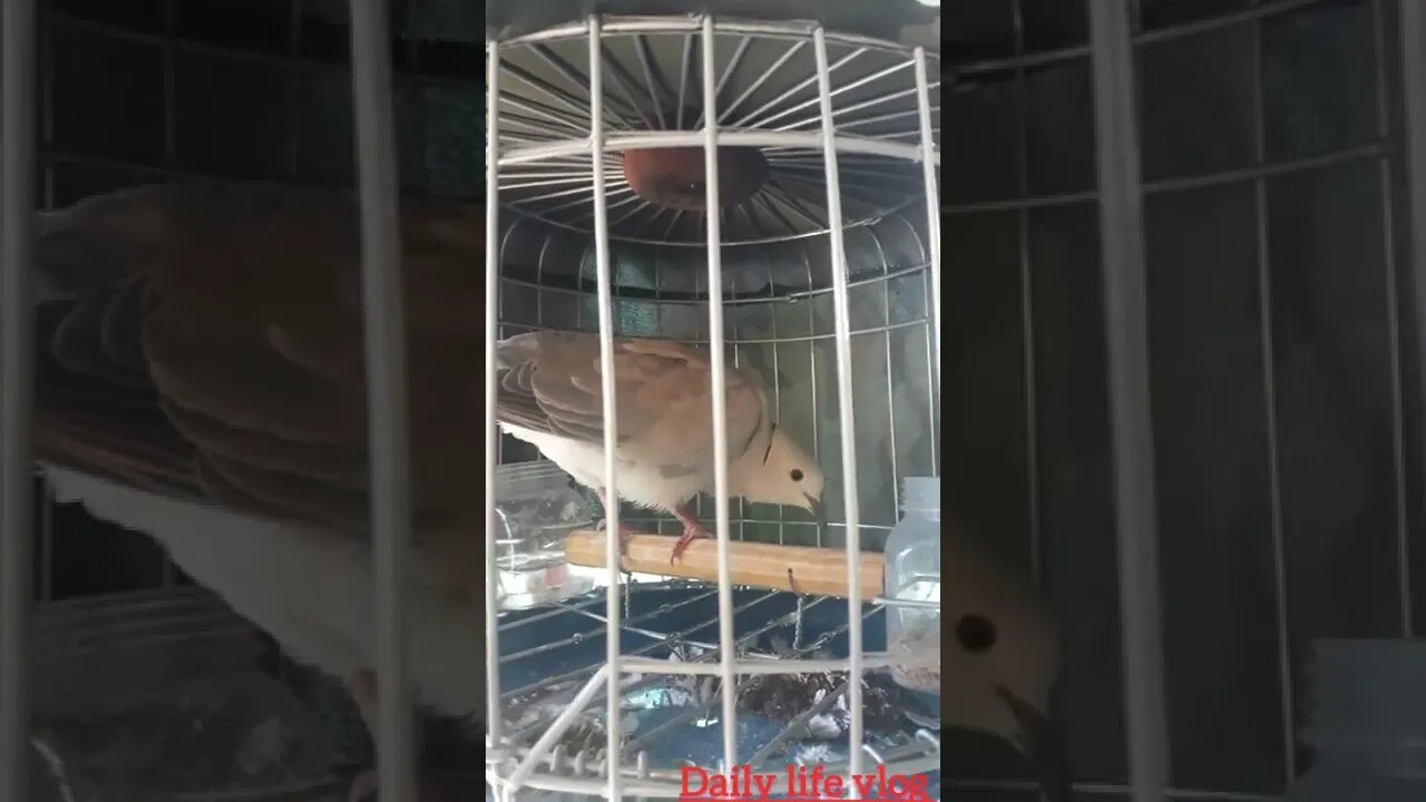 The cuckoo is so beautiful
