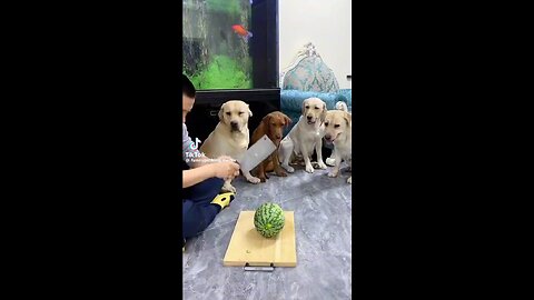 Funny dogs and puppies