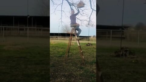 Jenny hangs Troy's new birdhouse in the backyard! 🐦 #shorts