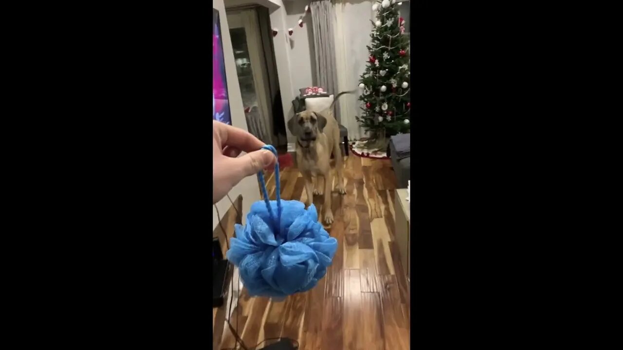 He’s 190lbs but still scared of EVERYTHING
