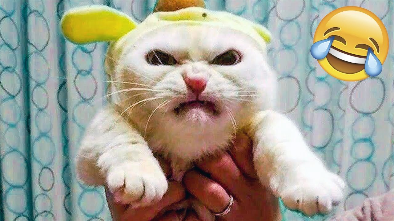Funny cat fight