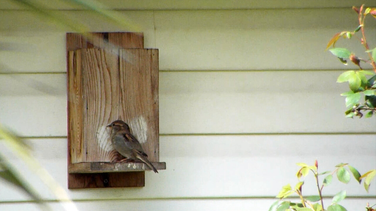 House Sparrows