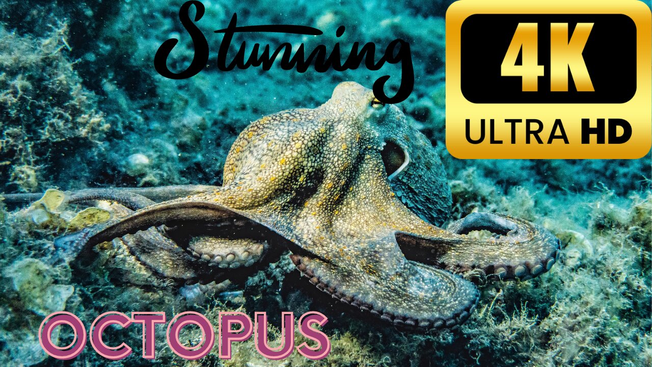 Octopus in Stunning 4K