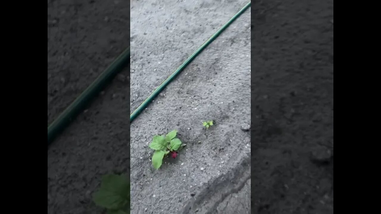 How to Plant and Harvest Radishes