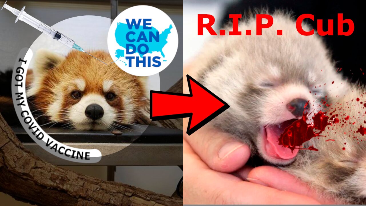 Toronto Zoo - Sudden Death Of Red Panda After Covid 19 Vaccination