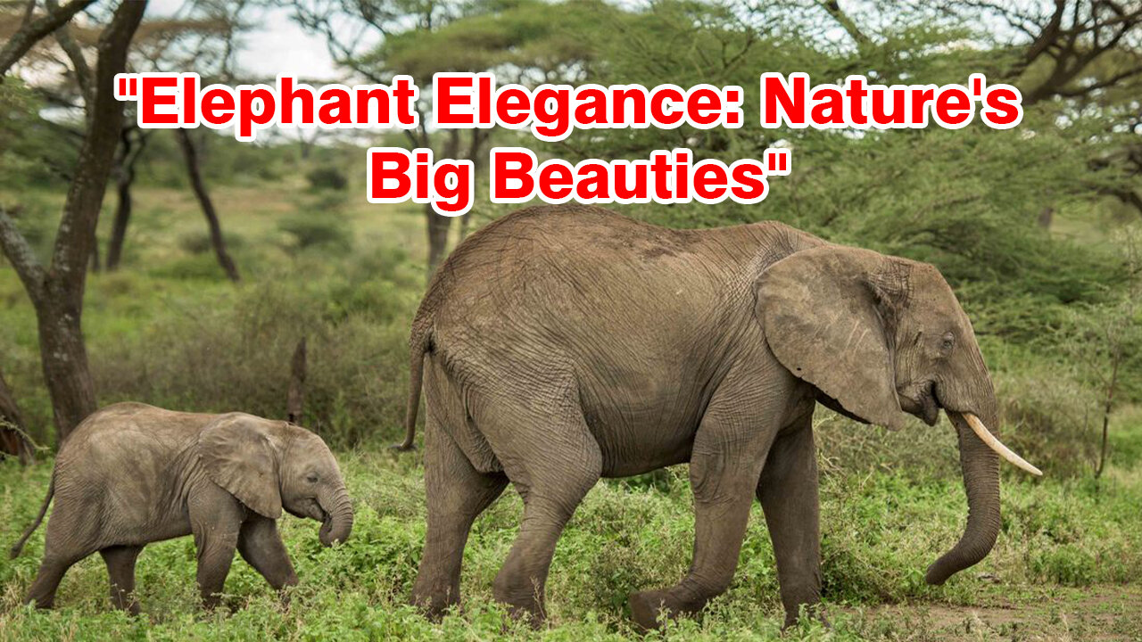 "Elephant Elegance: Nature's Big Beauties"