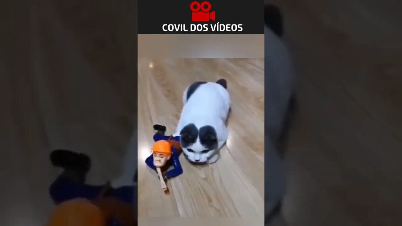 o gato bom de guerra