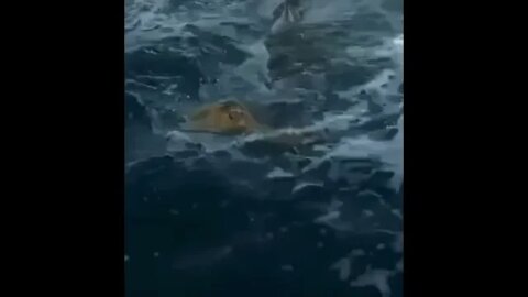 Shark trying to eat turtle - Daily Dose of Nature