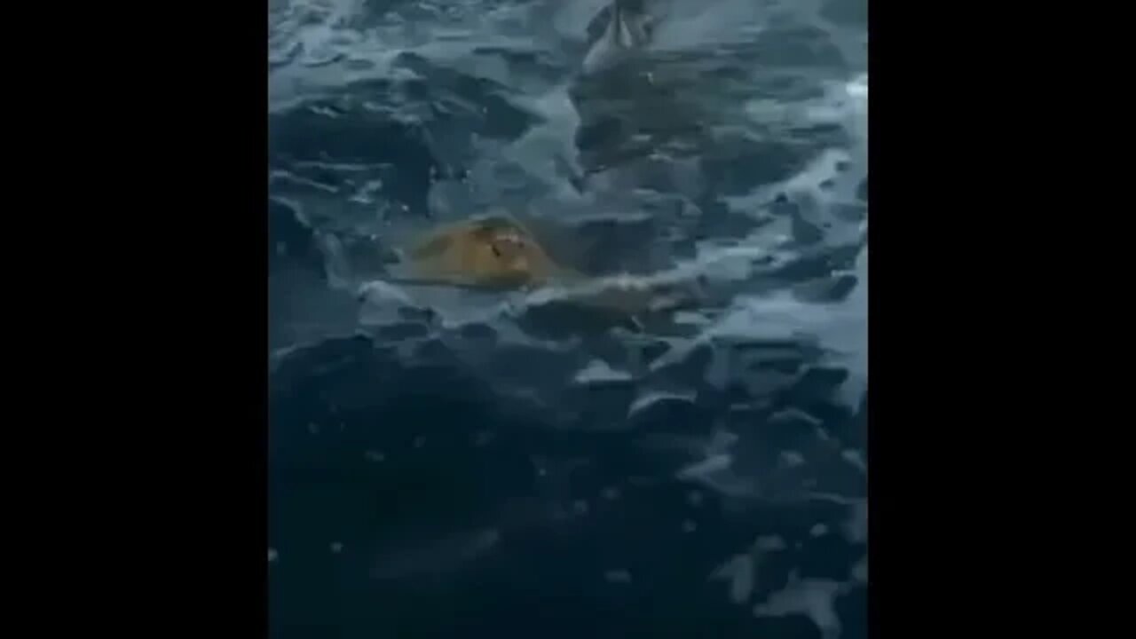 Shark trying to eat turtle - Daily Dose of Nature