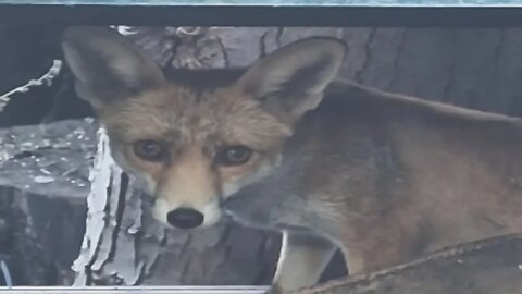 🦊Ajax the friendly urban fox comes early to our back door tonight and plays with me