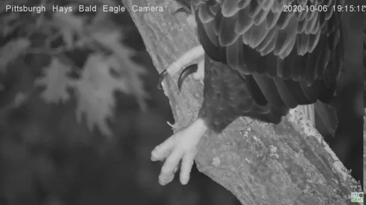 Hays Eagles Mom perched in Cam tree 2020 10 06 713pm