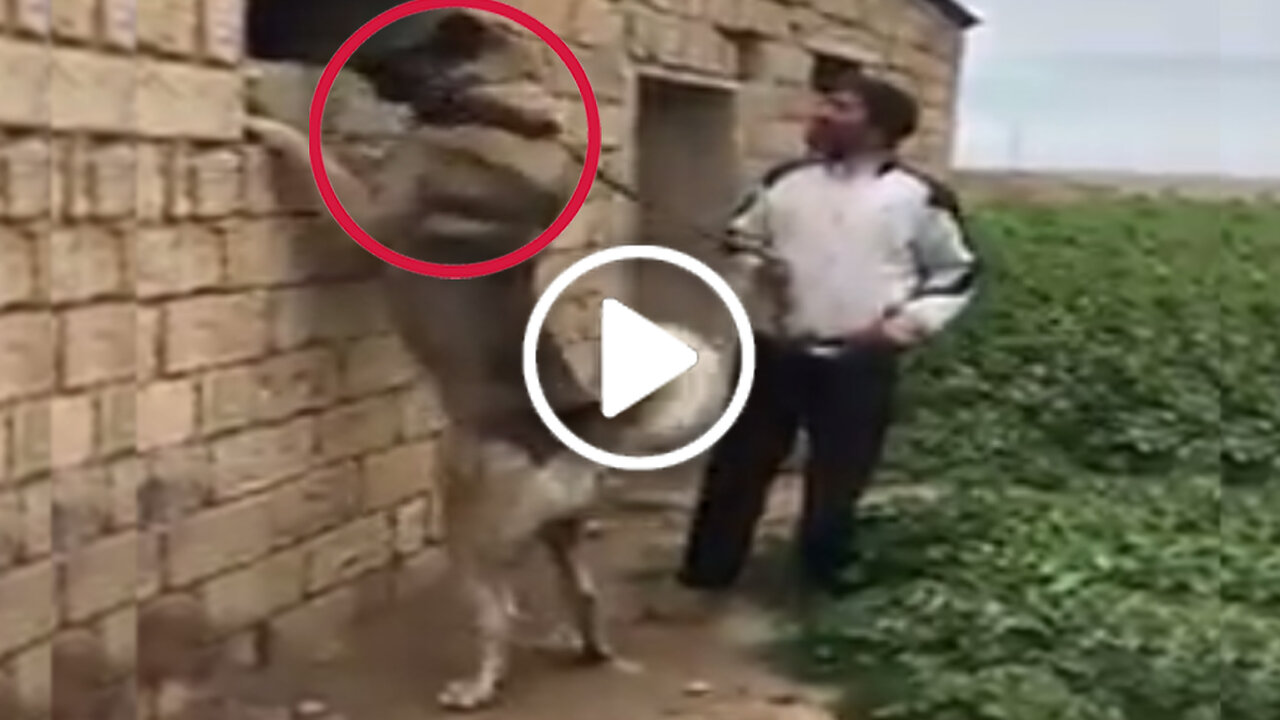 Giant Anatolian Shepherd Dog with Wlak