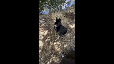 They want to fight every time they see each other. Every time we meet at the farm🫣🐶