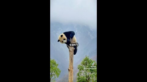 Discover panda