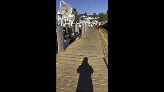 Iguana takes a dip #florida #yacht #boat