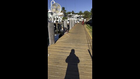 Iguana takes a dip #florida #yacht #boat