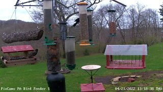 Yellow-throated warbler visit again - PA Feeder 1 4/21/2022