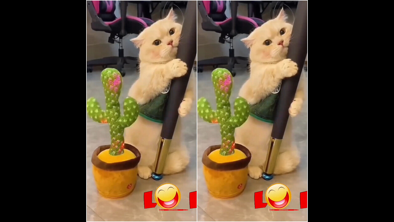 Cute cats playing with walky talky