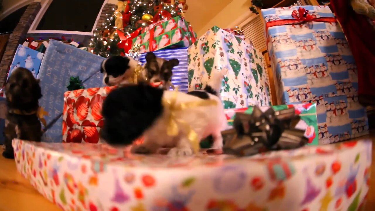 Christmas puppies