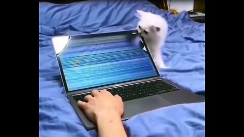 When the kitten breaks the laptop!!!