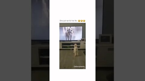 #funny#animals#shorts
