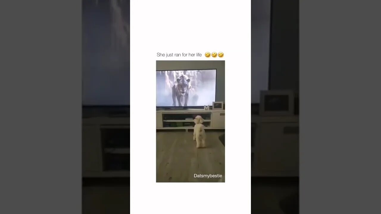 #funny#animals#shorts