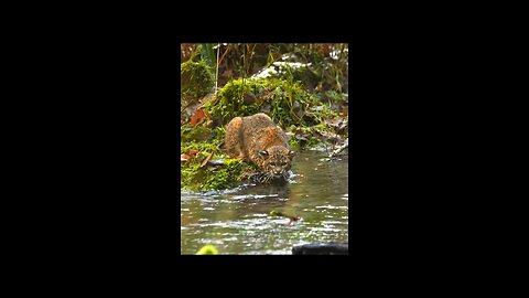 Bobcat did it. Watch and see