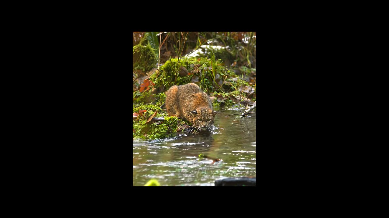 Bobcat did it. Watch and see