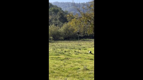 Nature Scene