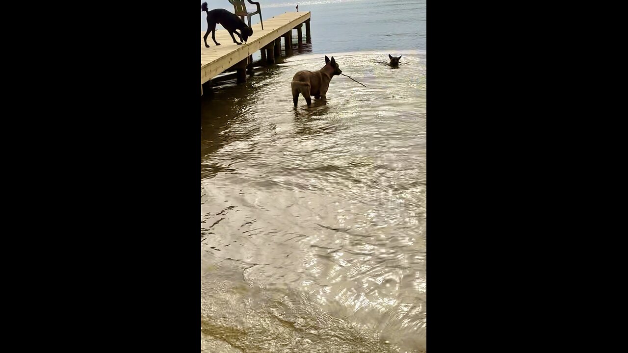 Sunday is fun day with the dogs and bald eagles soaring overhead.🐩🐕🐕🐕🦅❤️