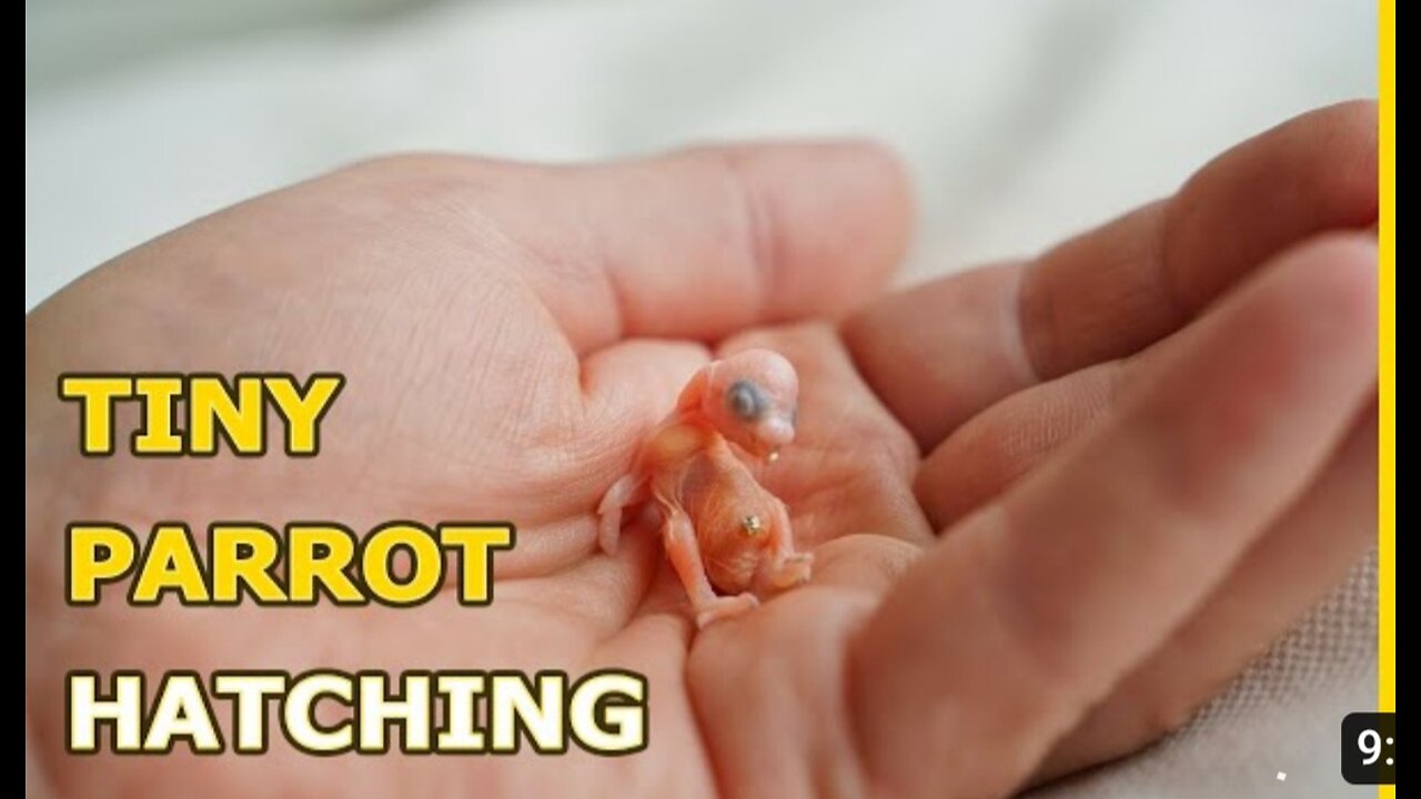 Smallest Parrot that u have seen ever- Tiny Egg rescue