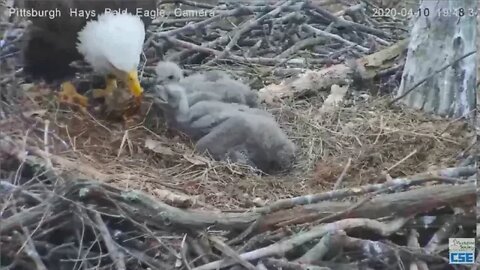 Hays Eagles Mom feeds H11 H12 tough fish 2020 04 10 20 02 05 910