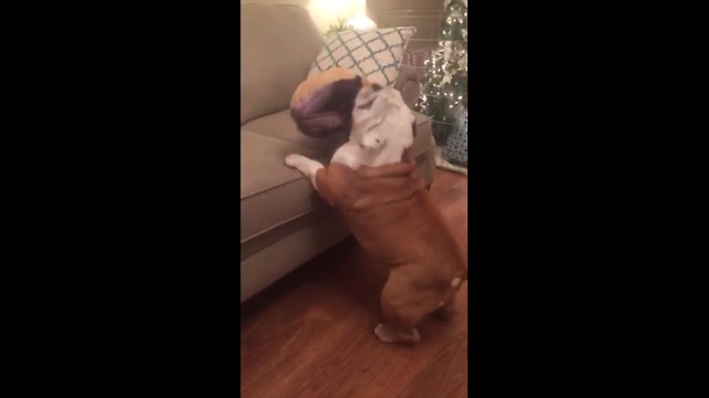 "Tap dancing" bulldog struggles to jump on couch