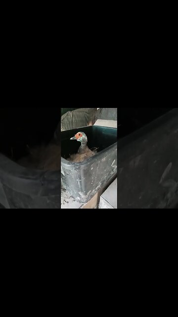 Broody Duck guarding her eggs #ducks #muscovyducks #muscovy #broodyducks