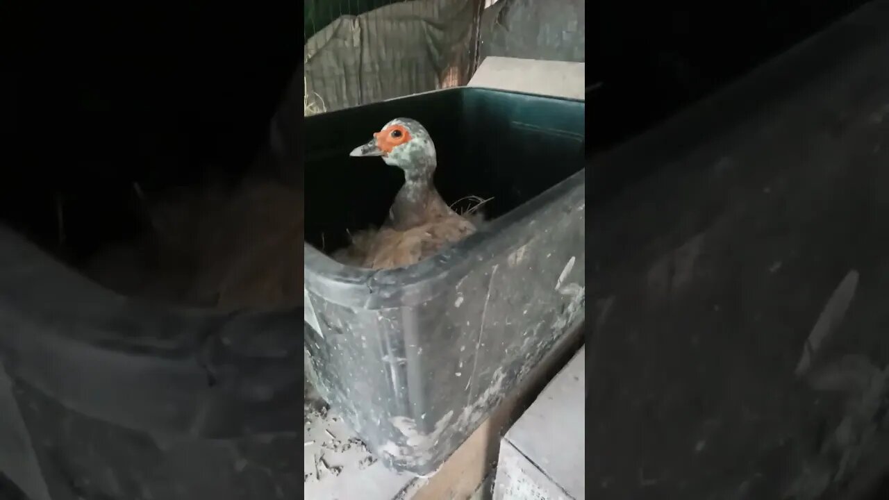 Broody Duck guarding her eggs #ducks #muscovyducks #muscovy #broodyducks