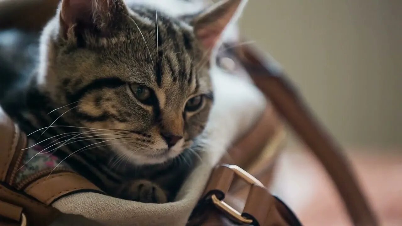 Kitty head looking from woman bag close up