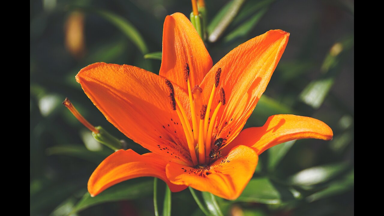 Beautiful Flower - Nature