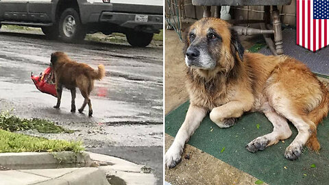 Hurricane Harvey: Dog spotted carrying a bag of dog food after Hurricane Harvey - TomoNews