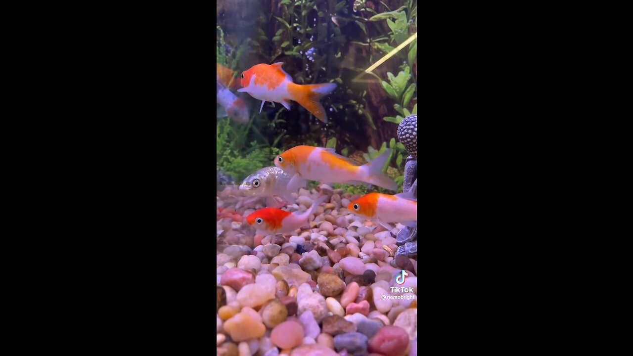 DIY Cheap Pond With Fish