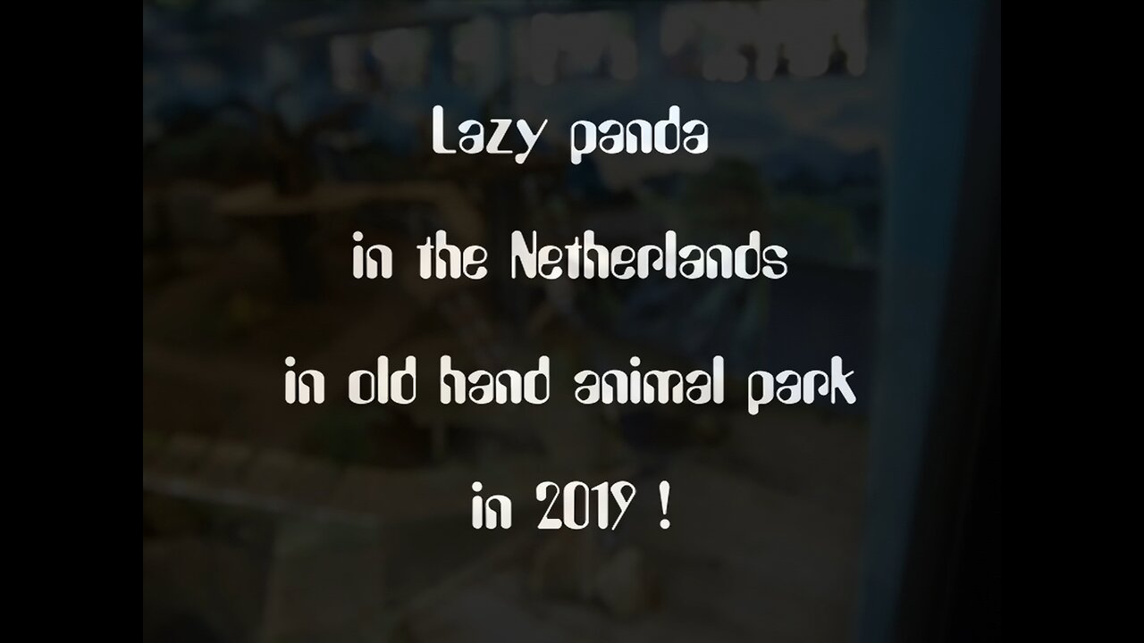 Lazy panda in the Netherlands in old hand animal park in 2019 - #Lazy #Panda #Netherlands