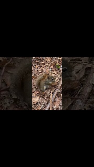 Squirrels make the cutest sounds 🥹