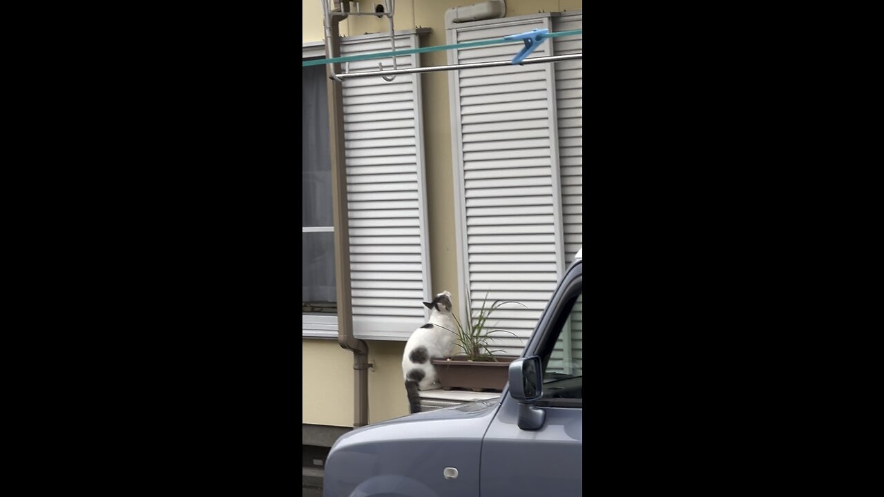 Cat hunting bird