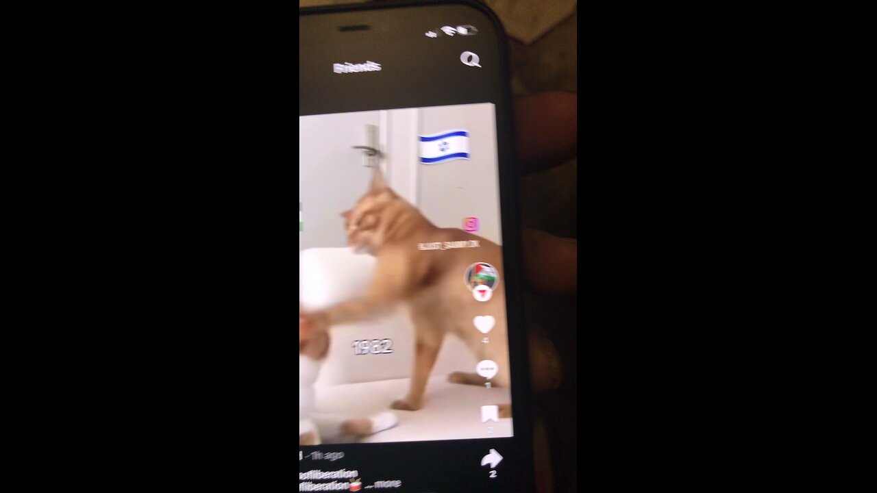 ISRAEL CAT fights PALESTINE CAT! (who u think won?)