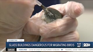 Glass buildings can be dangerous for migrating birds