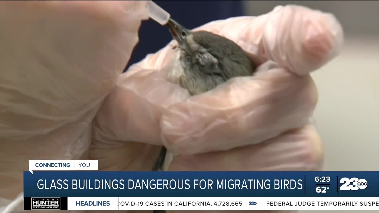 Glass buildings can be dangerous for migrating birds