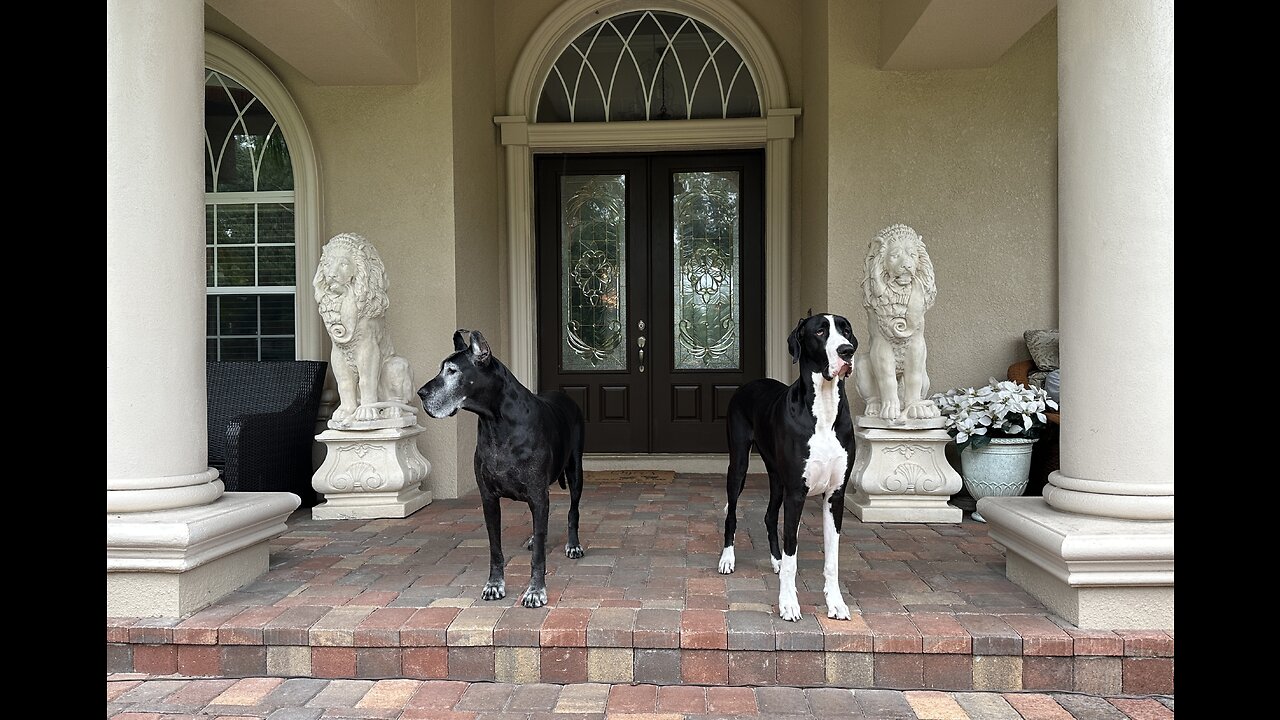 Great Dane Weather Watch Dogs Check Out Incoming Florida Storm