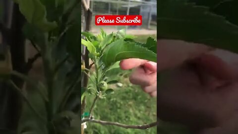 I can’t believe he found this on our tiny tree! 🍎 #shorts