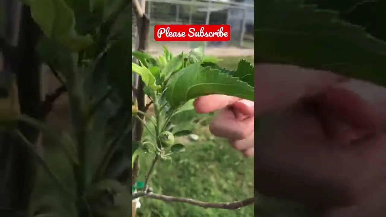 I can’t believe he found this on our tiny tree! 🍎 #shorts